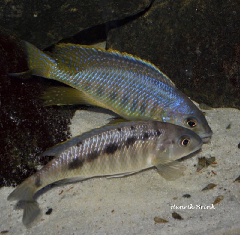 Mylochromis spilostichus 'Makokola Reef'
